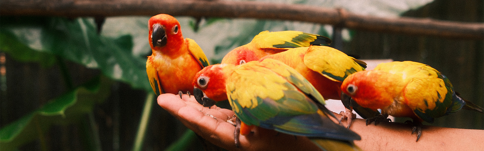 Phuket Bird Park