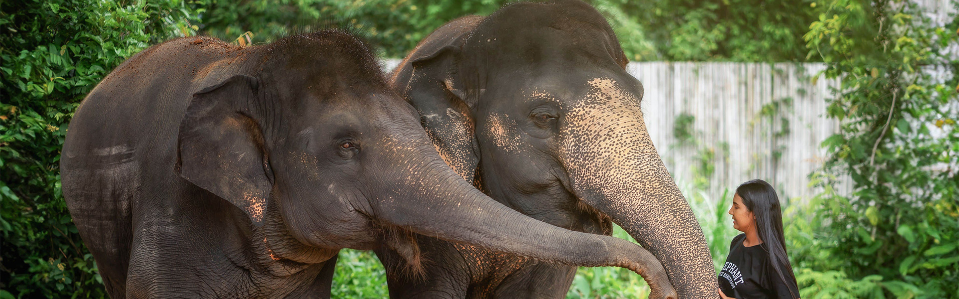 Elephant Jungle Sanctuary